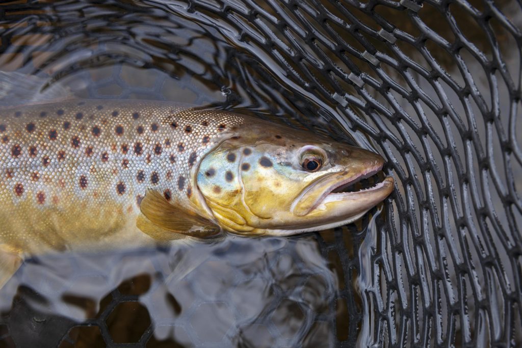 Brown trout in a landing net in a northern Minnesota lake